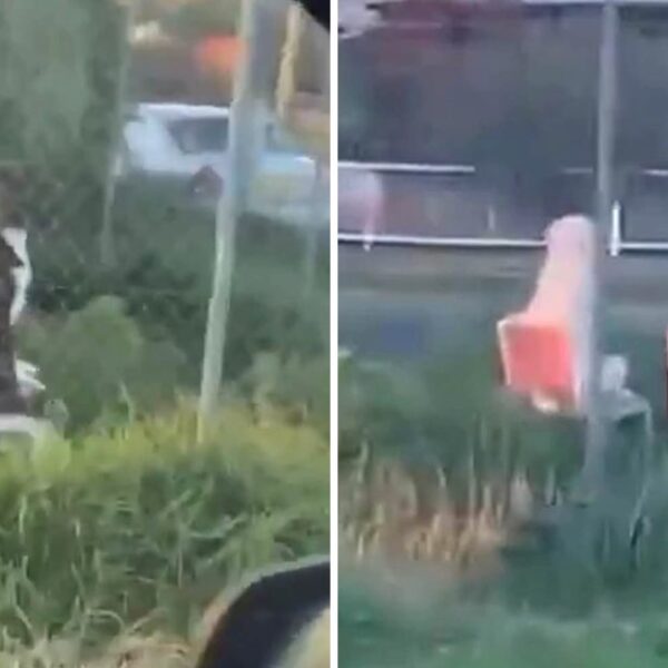 Man captures terrifying video of two dogs sitting on garden chairs