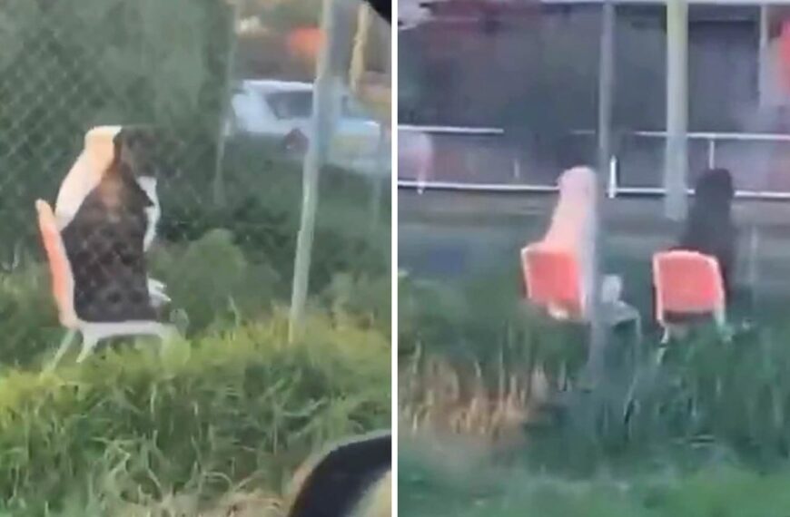 Man captures terrifying video of two dogs sitting on garden chairs