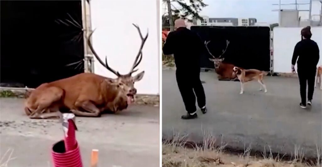 Exhausted stag collapses after fleeing hunters, but activists step in to save it and help it return to the safety of the woods.