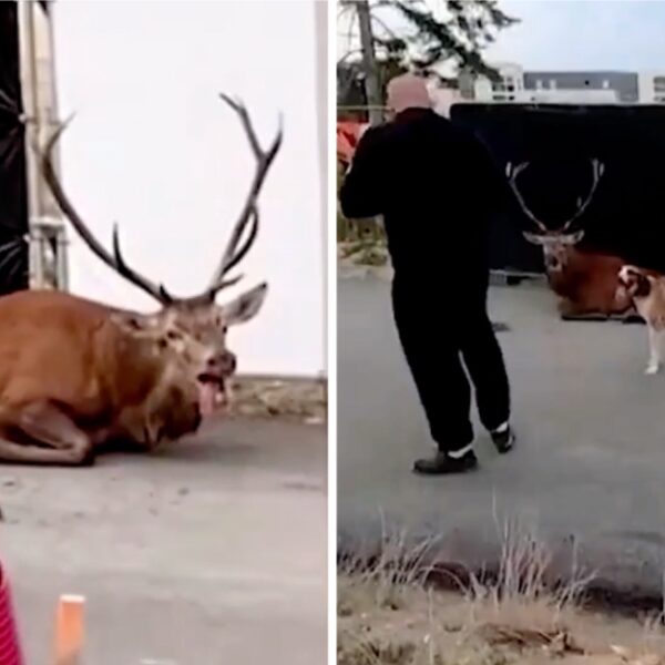 Exhausted stag collapses after fleeing hunters, but activists step in to save it and help it return to the safety of the woods.