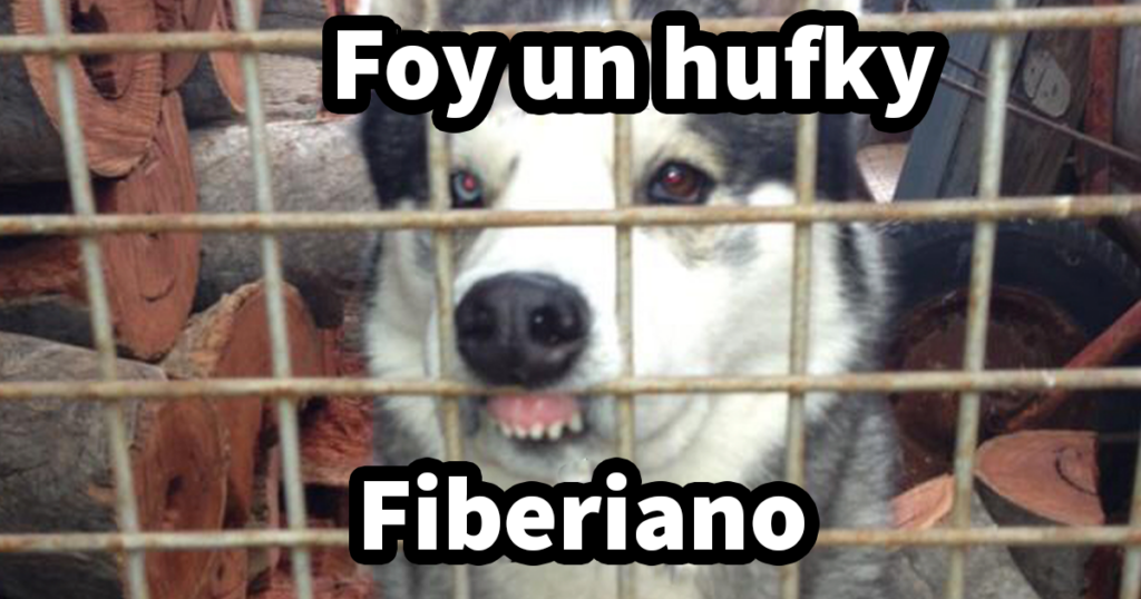 20 Divertidos memes sobre perros que encantarán a todos los dueños