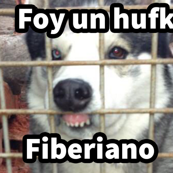 20 Divertidos memes sobre perros que encantarán a todos los dueños