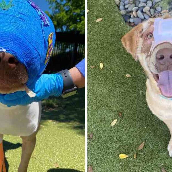Perro quemado intencionadamente logró recuperarse tras 10 meses en el hospital; su veterinaria decidió adoptarlo.