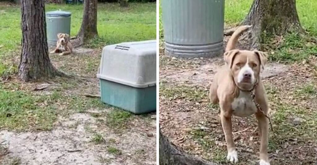 Pareja adopta a una perrita de 10 años hallada atada a un árbol en su nuevo patio.