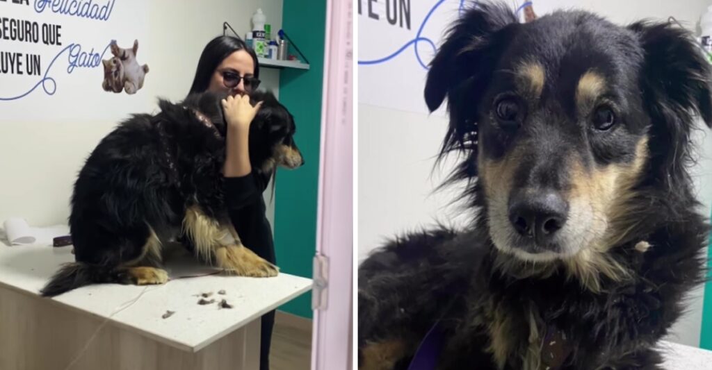 Perrita fue abandonada tras 10 años con su familia porque se enfermó: «Se cansaron»