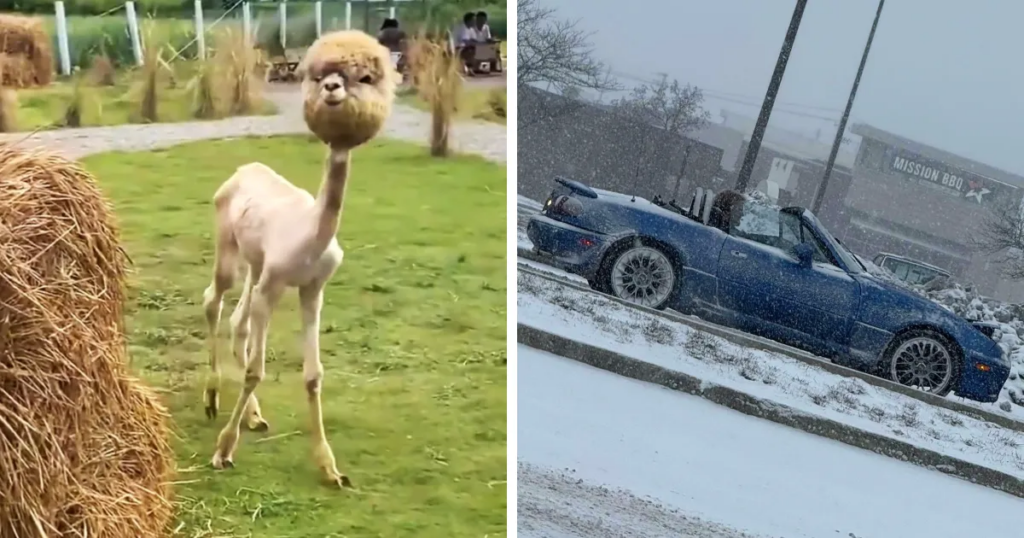 Estas 18 personas descubrieron cosas interesantes y las compartieron (nuevas imágenes)